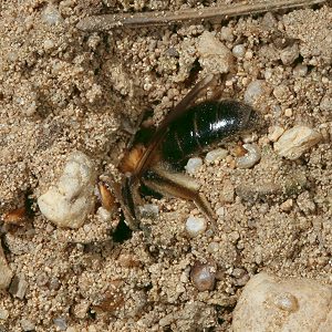 Andrena barbilabris, W: Eintauchen in den Sand (1) Andrena barbilabris, W: Eintauchen in den Sand (1)