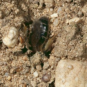Andrena barbilabris, W: Eintauchen in den Sand (2)