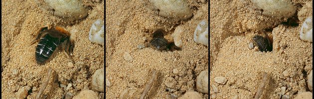 Andrena barbilabris, W: Eintauchen in den Sand (3-5) Andrena barbilabris, W: Eintauchen in den Sand (3-5)