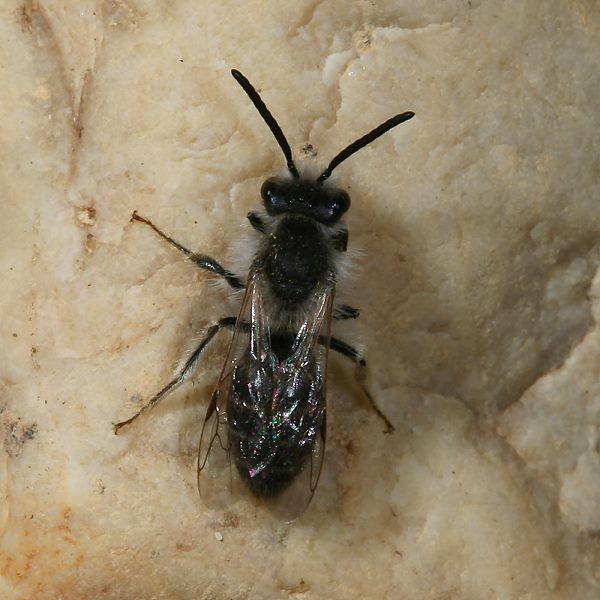 Andrena barbilabris, M