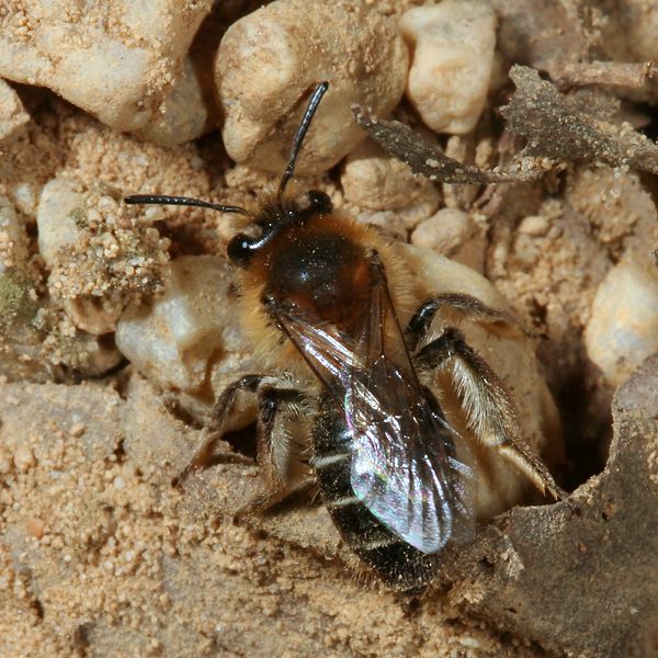 Andrena barbilabris, W