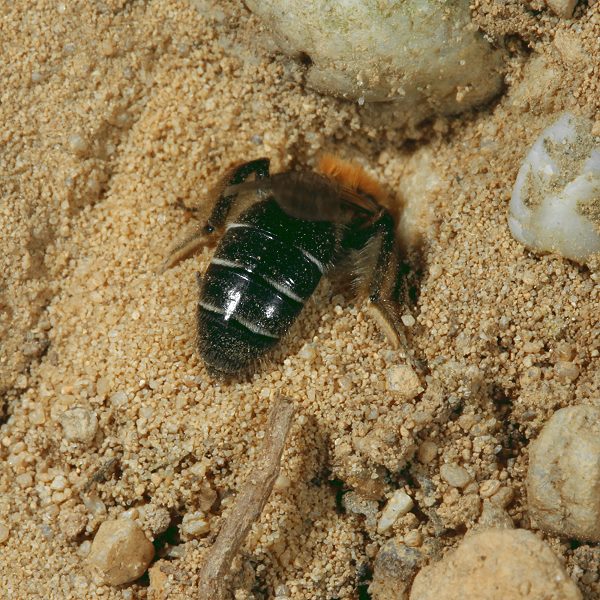 Andrena barbilabris, W