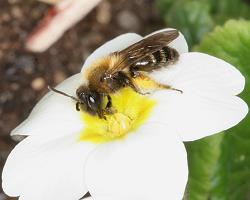 Zweifarbige Sandbiene (Andrena bicolor), W Zweifarbige Sandbiene (Andrena bicolor), W
