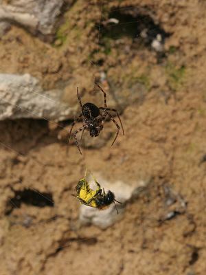 Spinne und Andrena bicolor, 2