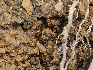 Andrena bicolor an Lehmwand