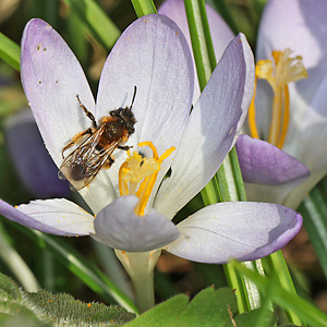 Andrena bicolor, M (1. Generation)