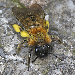 Andrena bicolor, M (1. Generation)