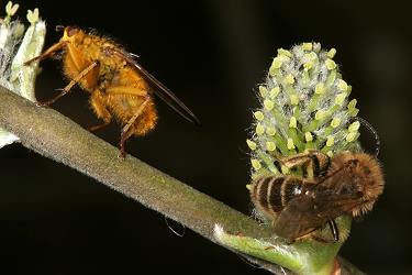 Erdbiene Andrena bimaculata, M