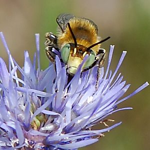 Anthophora bimaculata, M