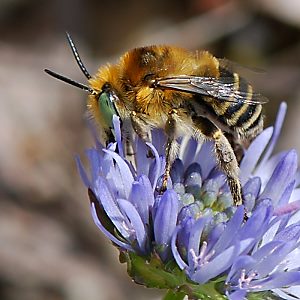 Anthophora bimaculata, M