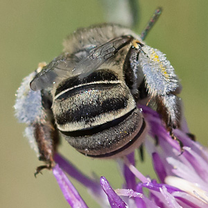Anthophora bimaculata, W