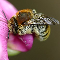 Bastardbiene Anthidium byssinum, W