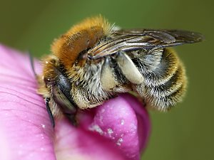 Bastardbiene Anthidium byssinum, W