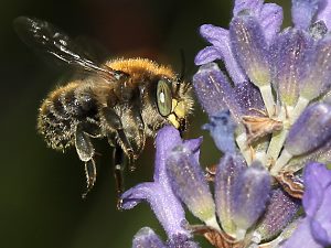 Bastardbiene Anthidium byssinum, M