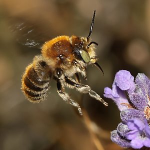 Anthidium byssinum, M