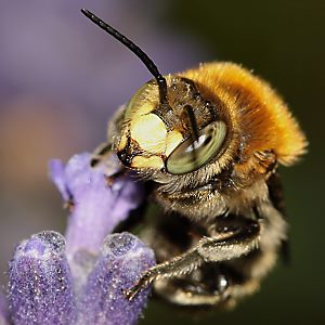 Anthidium byssinum, M