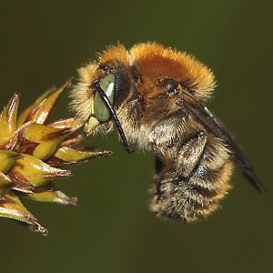 Bastardbiene Anthidium byssinum, M schlafend (1)