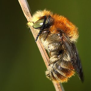 Bastardbiene Anthidium byssinum, M schlafend (2)