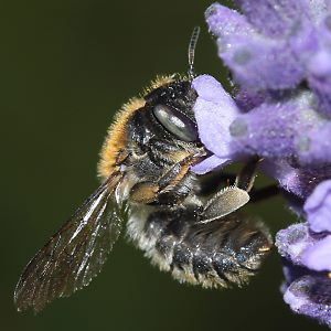 Bastardbiene Anthidium byssinum, W