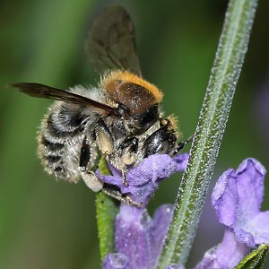 Anthidium byssinum, W
