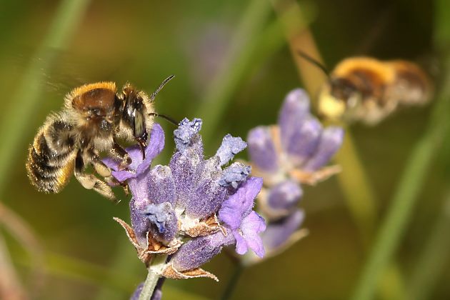 Anthidium byssinum, W + M