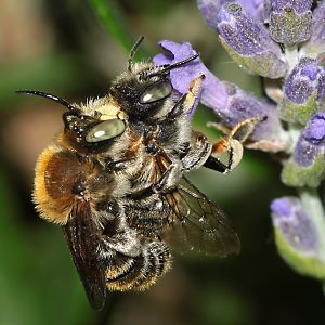 Bastardbiene Anthidium byssinum, MW
