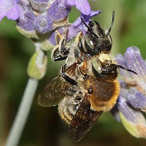 Bastardbiene Anthidium byssinum, MW