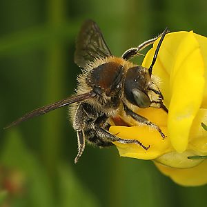 Bastardbiene Anthidium byssinum, M