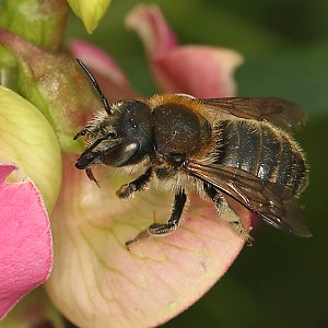 Bastardbiene Anthidium byssinum, W
