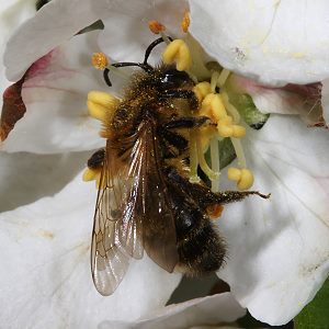 Erdbiene Andrena scotica, W, an Apfelblüte
