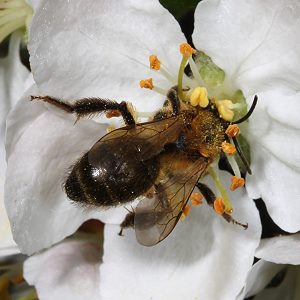 Andrena scotica, W, an Malus baccata var. mandshurica