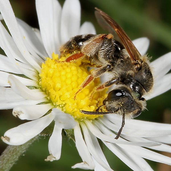 Andrena chrysosceles, W
