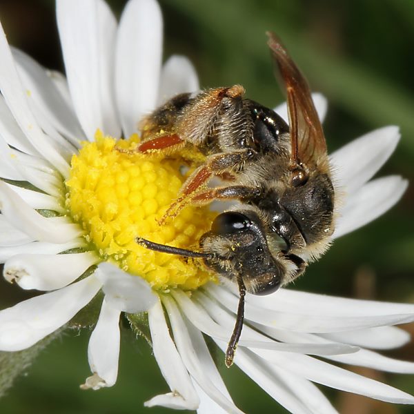 Andrena chrysosceles, W