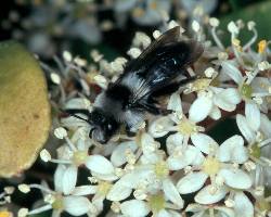 Aschgraue Erdbiene (Andrena cineraria), W