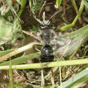 Andrena cineraria, M (1)