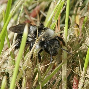 Andrena cineraria, W (1)