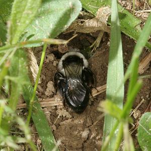 Andrena cineraria, W (2)