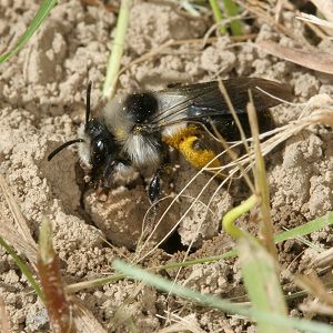 Andrena cineraria, W (3) beim Graben