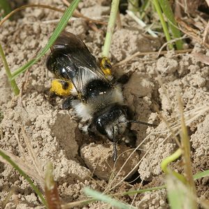 Andrena cineraria, W (4) beim Graben