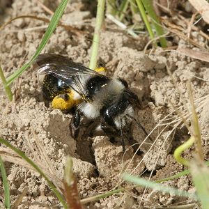 Andrena cineraria, W (5) beim Graben