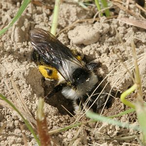 Andrena cineraria, W (6)