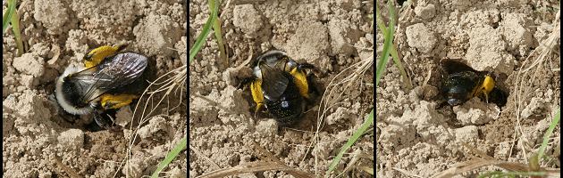 Andrena cineraria, W (7-9) beim Eingraben