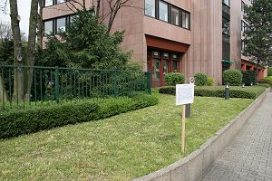 Andrena cineraria: Kolonie im Rasen (2)