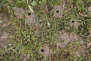 Nesteing&auml;nge von Andrena cineraria (2)