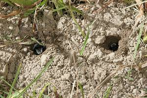 Andrena-cineraria: Weibchen in ihren Nistr&ouml;hren (1)