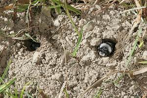 Andrena cineraria: Weibchen in ihren Niströhren