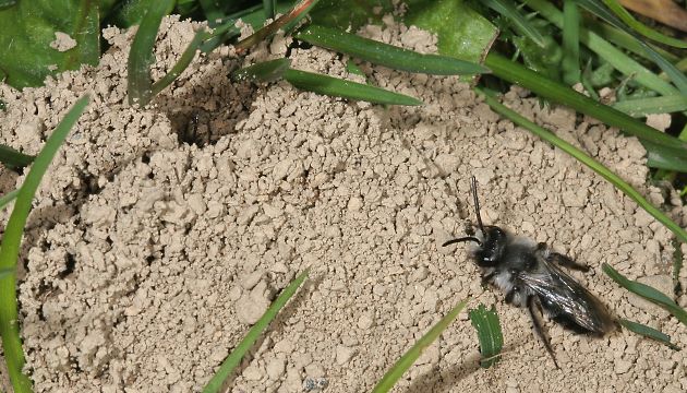 Sandbiene Andrena cineraria, M (3 / + W)