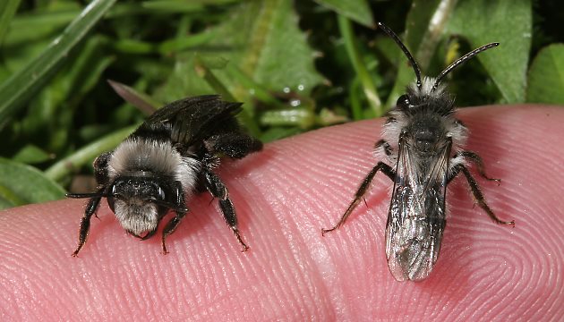 Sandbiene Andrena cineraria, W +  M