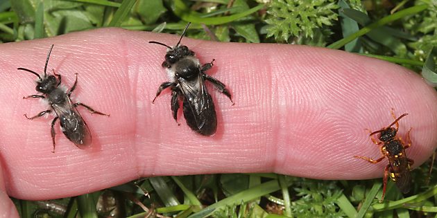 Sandbiene Andrena cineraria M + W und Wespenbiene Nomada lathburiana