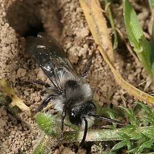 Andrena cineraria, M (4)